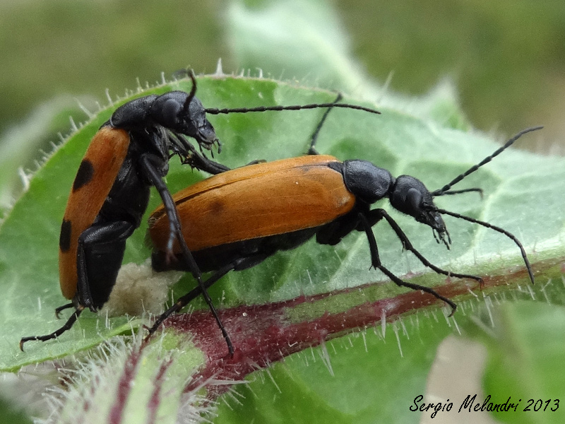 Meloidae da id.: Euzonitis quadrimaculata